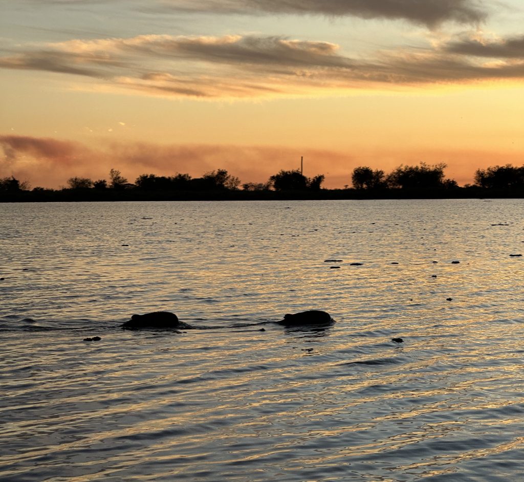 Coming soon: Argentinas hidden gem – Iberá wetlands